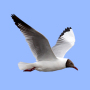icon Birds of Europe(Burung dari Eropa Panduan Lapangan House Flipper 3D - Pusat Kontrol)