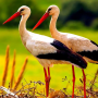 icon The White Stork(Bangau Putih
)
