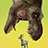 icon Jurassic Survivor 3.73