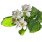 icon Missouri Wildflowers 8.6