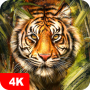 icon 7Fon Tigers(Wallpaper Harimau 4K)
