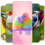 icon Bird Wallpaper(Bird Wallpaper HD)