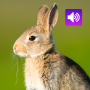 icon Rabbit Sounds(Kelinci: Suara, Nada Dering)
