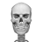 icon Human skeleton Anatomy(Sistem Osseous dalam 3D (Anatomi)) 3.4