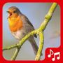 icon Bird sounds. Nice songs. ()
