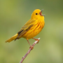icon Bird Soundboard(Suara Burung dan Nada Dering)