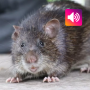 icon Bandicoot Rat Sounds(Tikus Bandicoot: Suara, Panggilan SMC SmartQ:)