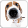 icon DOG LICKS SCREEN LWP FREE (LAYAR DOG LAYAR GRATIS LAYANAN)