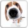 icon Dog Licks Screen LWP (LAYAR DOG LAYAR GRATIS LAYANAN)