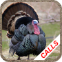 icon Turkey Calls(Panggilan berburu kalkun)