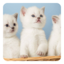 icon Kittens Live Wallpaper(Anak Kucing Gambar Animasi)