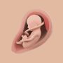 icon Mommy Womb(Ibu Rahim - Pelacak Kehamilan)