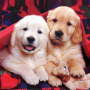 icon Puppies Live Wallpaper(Anak Anjing Gambar Animasi)