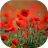 icon Poppies live wallpaper(Poppies wallpaper hidup) 5.5