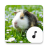 icon Guinea Pig Sounds(Suara Babi Guinea) 4.9.1