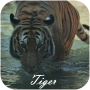 icon Tiger(Tiger Video Live Wallpaper)