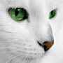 icon White Cats Live Wallpaper (Kucing Putih Gambar Animasi)