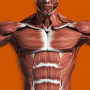 icon Muscular System 3D (anatomy) (Sistem Otot 3D (anatomi))