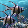 icon The real aquarium - LWP (Akuarium asli - LWP)