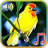 icon Birds sounds ringtones(Suara Burung Nada Dering Wallpaper) 1.1