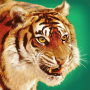 icon Talking Tiger