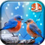 icon Love Bird Live Wallpaper(Cinta Burung Gambar Animasi)