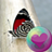 icon Pretty Butterflies HD Wallpapers(Wallpaper Kupu-kupu HD) 2.37.37