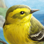icon Birds of a Feather Solo Game(Permainan Kartu Birds of a Feather)
