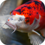 icon Japanese Koi Fish Wallpaper