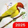 icon Birds Ringtones(Pendek Suara Burung Nada)