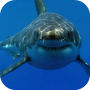 icon White Shark HD Video Wallpaper(Hiu Putih HD Video Wallpaper)