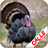 icon Turkey Calls(Panggilan berburu kalkun) 2.3