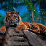 icon The Tiger(Harimau
)