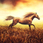 icon Horse Pictures Live Wallpaper(Gambar Kuda Gambar Animasi)