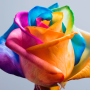 icon Rainbow Roses Live Wallpaper(Selamat Mawar Gambar Animasi)