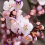 icon Sakura Live Wallpaper