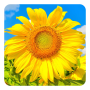 icon Golden Sunflower Live Wallpaper(Golden Sunflower LWP)