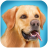 icon Dog Run 1.3.2